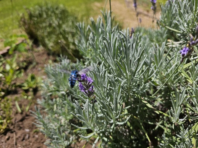 ものすごく鮮やかな青色