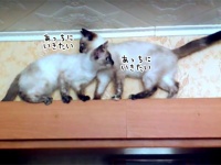 猫2匹がすれ違うには狭すぎた。どうしても前に進みたい猫たちのとった解決策は？
