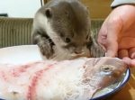 カワウソ・コタロー誕生日祝い！　お刺身を前に嬉しさが溢れてる様子が可愛い！