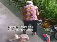 やさしいぬ。おばあさんが転ばないよう椅子の位置を移動させる犬