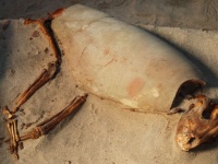 古代エジプト人は、動物を愛すべきペットとして飼っていた。世界最古と思われるペット墓地が発見される