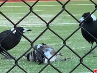 まだ遊んでいたい～？カササギの子、両親の前で死んだふり