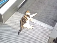この動いてる感じがたまらんにゃ。オートスロープを愛でる猫