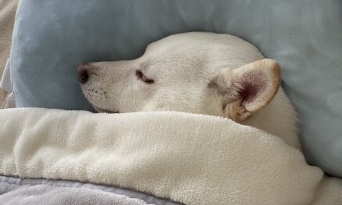 もはや人間じゃん！　自分でセットしたお布団でスヤスヤ眠る柴犬に癒される