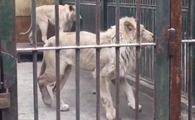 尻尾がちぎれたライオン