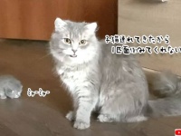 子猫を産んだばかりの母猫、飼い主にお世話をさせる権利を与えに来る