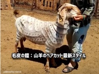 「毛皮の鎧」斬新なヤギのヘアカットは防御力が高そうに見える