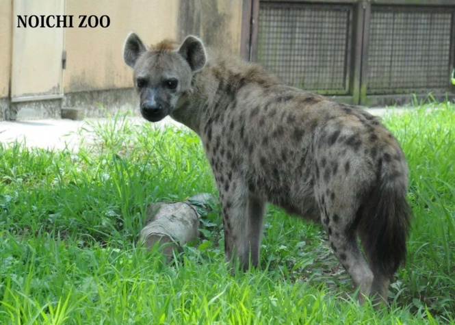 優しそう（画像は高知県立のいち動物公園の公式ツイッター、20年7月の投稿より）