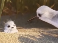 ピクサーの最新ショートフィルム。ヒナ鳥が独り立ちするまでを描いた「PIPER」