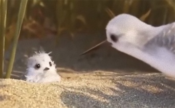 ピクサーの最新ショートフィルム。ヒナ鳥が独り立ちするまでを描いた「PIPER」