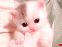 ほんわか子猫に癒されたい！可愛さマックスな毛玉たちを思う存分愛でるの図