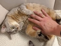愛猫「モフりたいニャ？遠慮しなくていいニャよ」と、ソファの上でぽんぽん丸出し悩殺ポーズ
