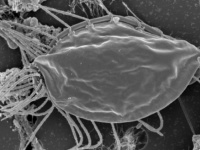 植物界にも動物界にも菌界にも適合しない。これまでの生物進化の道筋から外れた微生物が発見される（カナダ）
