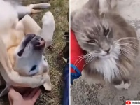 人間ちゅ～るかな？猫や犬が撫でて撫でてと近づいてくる郵便配達員