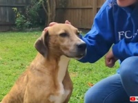 「ここが私のおうち！」散歩の途中で出会った野良犬、家と家族を手に入れて幸せいっぱい