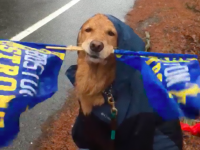 頑張れ頑張れ！大雨の中、旗をくわえてランナーたちを応援し続ける犬がいた（アメリカ）