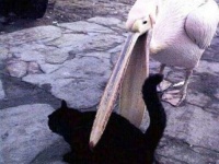 鳥たちの逆襲はすでに始まっていた！？世界各地で目撃されているアウトレイジな鳥たちの現場写真