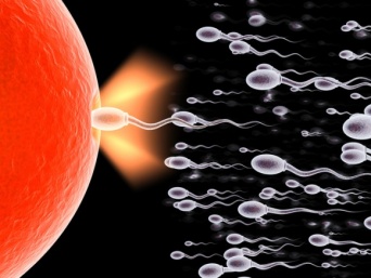 最も勢いのある精子を5分で捕えることができるデバイスが開発される。体外受精の成功率向上を期待（米研究）