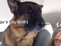 家族でドライブかと思ったのに、行先を知ったときの犬の絶望