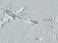 いったい何があったのか？　想像ふくらむ〝ナゾの雪上絵〟に3.4万人興奮