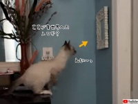 異世界への入り口を発見した猫、中に飛び込もうとするも...