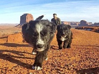 次はどこへ行くのかな？旅の途中で拾われた子犬たち、すっかり大きくなって冒険生活続行中！