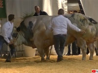 筋骨隆々スーパーマッチョなベルギーの巨大牛、「ベルギアン・ブルー（Belgian Blue）」の見事なプロポーション