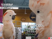 ペットショップで偶然出会った同種のオウム、マウントを取り合う