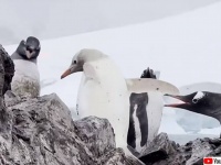 珍しい白色のペンギンが南極基地で目撃される