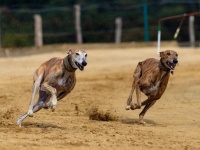 フロリダ州でドッグレース全面禁止に。職を失った数千匹のグレイハウンドの里親探しがはじまる(アメリカ)