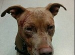老猫がピットブル７匹をフルボッコ→　犬一匹は病院送りに！