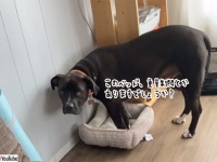 大型犬が申し訳なさそうに小さなベッドに入ろうとする、その理由はアルアルすぎた（猫）