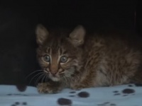 野良の子猫を路上で発見した女性、自宅に連れ帰った後、ボブキャットであることが判明（アメリカ）