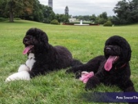 オバマ大統領の愛犬「ボー」と「サニー」もホワイトハウスからお引っ越し　ネットからは別れを惜しむ声も