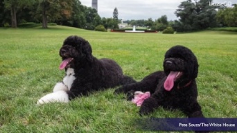 オバマ大統領の愛犬「ボー」と「サニー」もホワイトハウスからお引っ越し　ネットからは別れを惜しむ声も