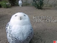 見ているだけで幸せになれる、シロフクロウの癒しスマイル