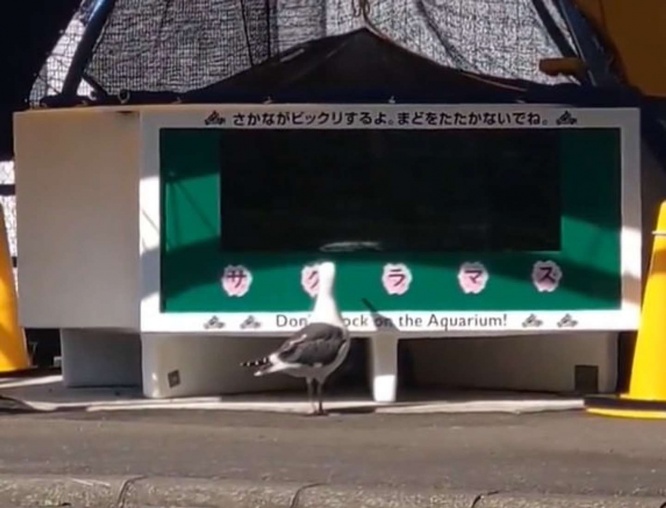 カメラが捉えた後ろ姿（画像は室蘭民報みんなの水族館公式アカウントより、以下同）