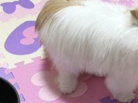 「すごく...＊です...」　鼻ぺちゃ猫のユニークフェイスに7.9万人釘付け