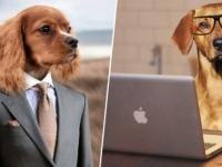 年に一度、職場に飼い犬を連れていくことができるチャリティイベントが今年もイギリスで開催される。