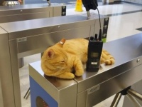 どうしても駅が好き。自主的に駅に毎日勤務するようになった近所に住む猫