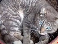 このガーデンはいったい誰得？庭の植木鉢を覗いてみたら、育っていたのは植物じゃなくて猫だった件