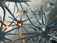 体内に入った精子により記憶力が向上するミバエのメス（フランス研究）
