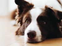 犬は言語の違いを認識できる。母国語と外国語を聞き分けることができる