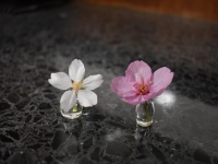 テーブルの上に桜が咲いているみたい...！（写真はいつか＠kotoritrickさんのツイートより）