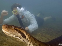 アマゾンで世界最大級のヘビ「アナコンダ」の新種が発見される