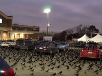 ヒッチコックの世界が現実に！？数千もの真っ黒な鳥が駐車場を覆い尽くす終末的光景（アメリカ）