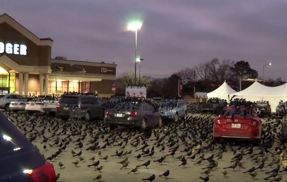 ヒッチコックの世界が現実に！？数千もの真っ黒な鳥が駐車場を覆い尽くす終末的光景（アメリカ）