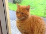 まさか使いこなすとは…！　猫、チャイムを鳴らして帰宅を知らせる