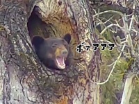 おまえがいたんかーい！高い位置にある木の穴で冬眠から目覚めたクマに対する人々の反応