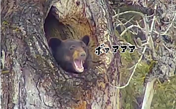 おまえがいたんかーい！高い位置にある木の穴で冬眠から目覚めたクマに対する人々の反応